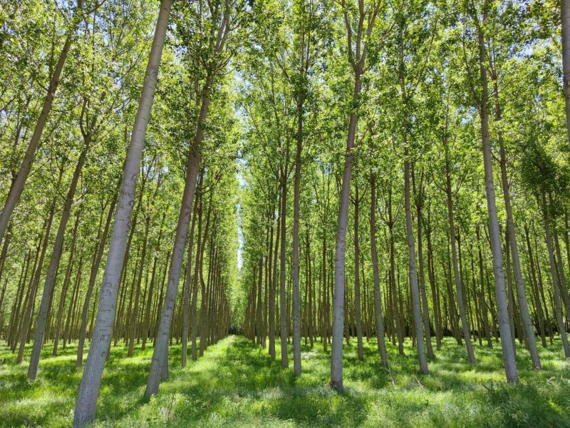 Propopulus organizada la jornada “Treeconomics: La madera en una economía sostenible”