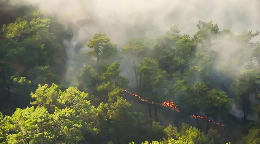 COSE advierte que eliminar las ayudas a la biomasa primaria aumentará el riesgo de incendios forestales en España