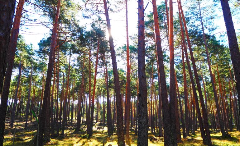 PEFC organiza un Foro de Diálogo sobre la importancia de los bosques