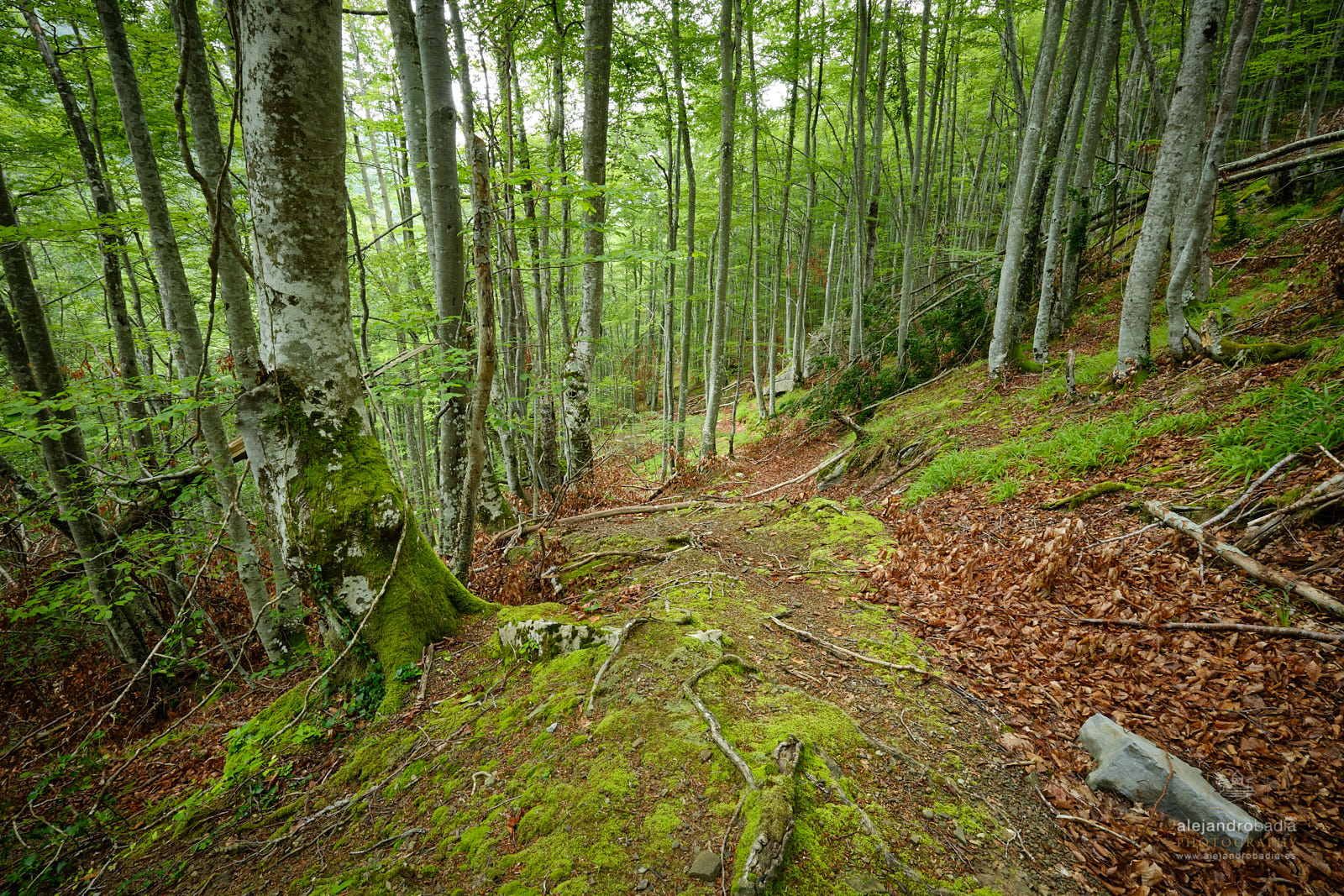 El proyecto LIFE Haya impulsará la sostenibilidad forestal y la mitigación del cambio climático en los hayedos de España