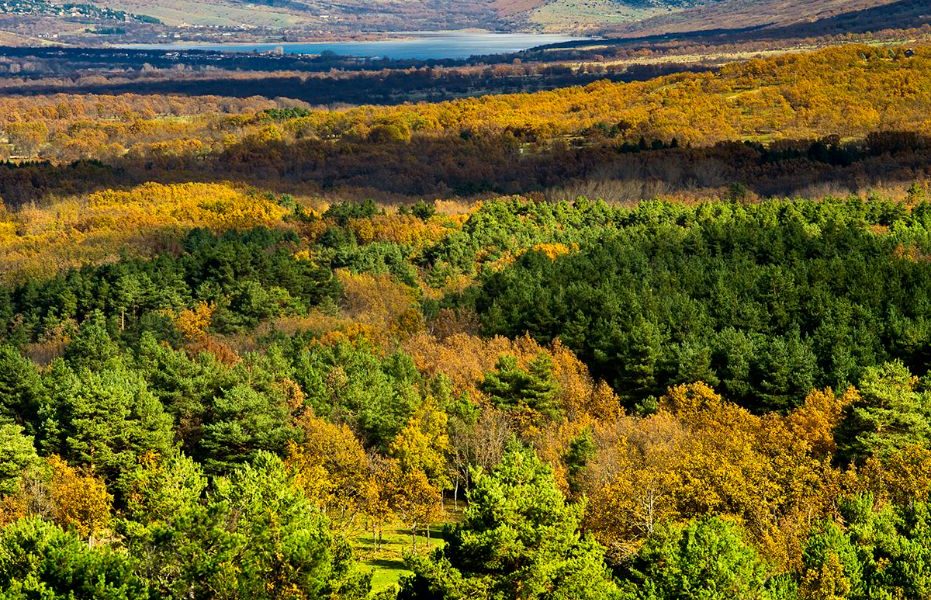 Los agentes del sector forestal y de la bioenergía trasmiten la necesidad de gestión de los montes