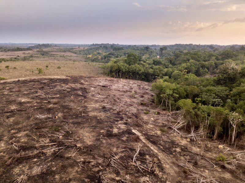 El Consejo de la UE y el Parlamento Europeo alcanzan un acuerdo sobre el Reglamento contra la deforestación