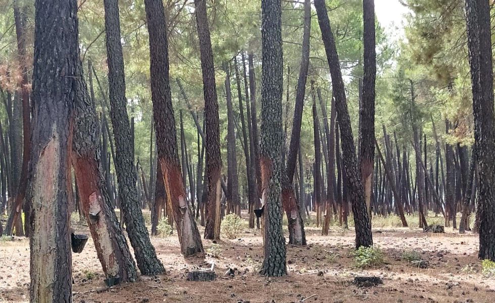 La resina: una oportunidad para los bosques y el medio rural