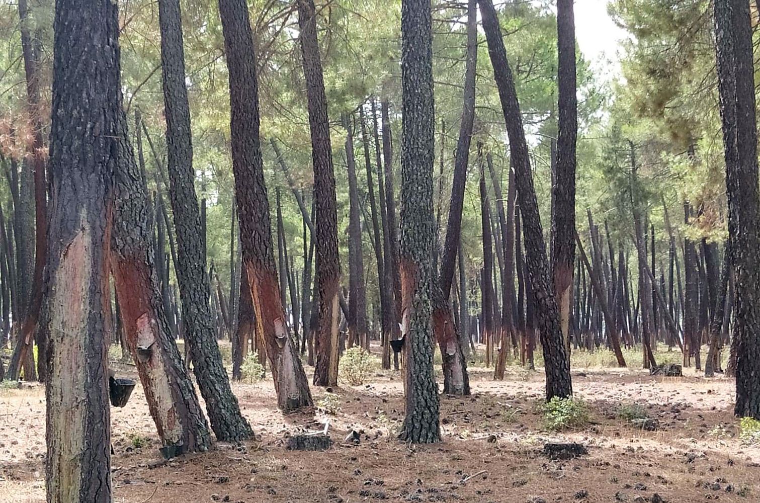 La resina: una oportunidad para los bosques y el medio rural