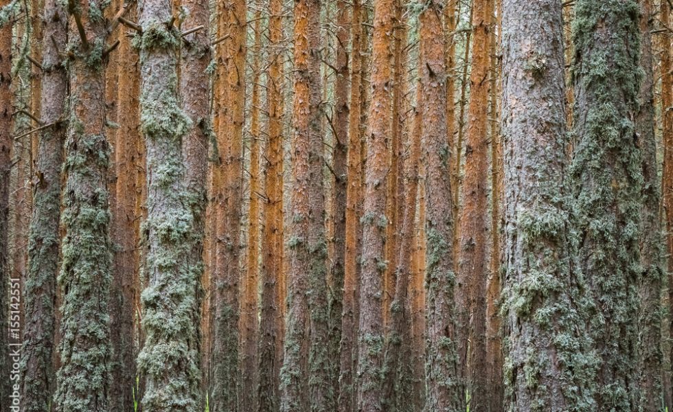 Montes Universales-Alto Tajo: madera procedente de gestión sostenible para uso en construcción