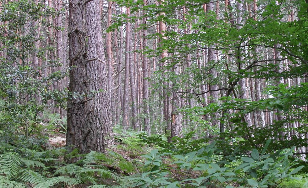 Inscripciones abiertas para el Día Internacional de los Bosques