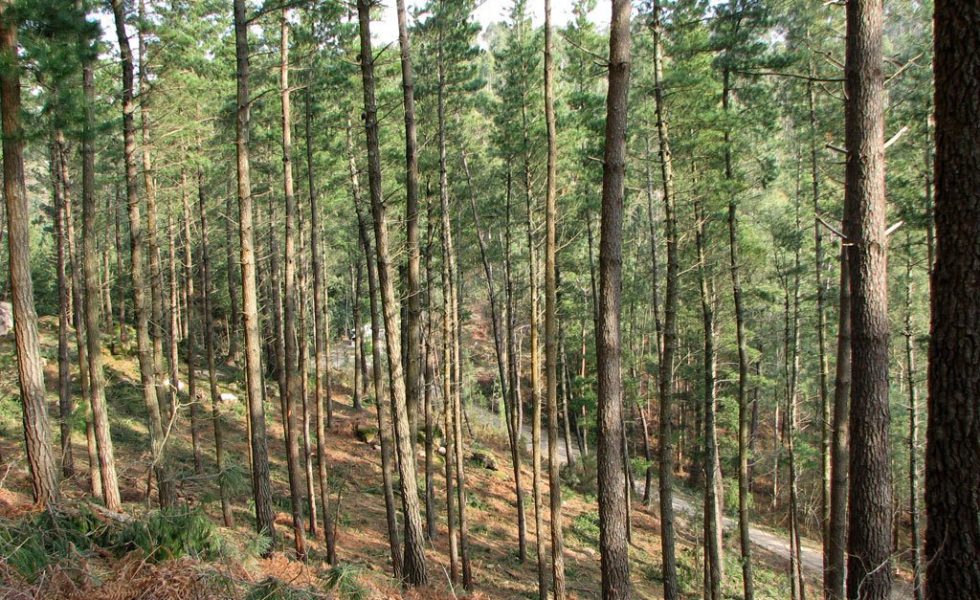 La Fundación ARUME presenta en Bilbao sus aportaciones para una gestión forestal sostenible
