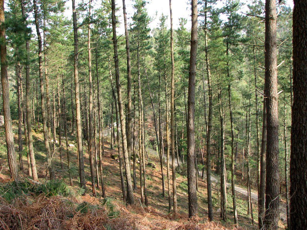 La Fundación ARUME presenta en Bilbao sus aportaciones para una gestión forestal sostenible