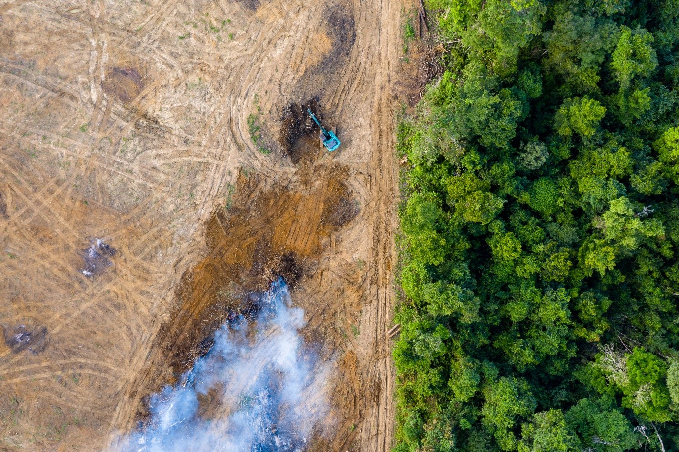 Nueva legislación europea sobre deforestación, una esperanza para los bosques y un cambio drástico para las empresas