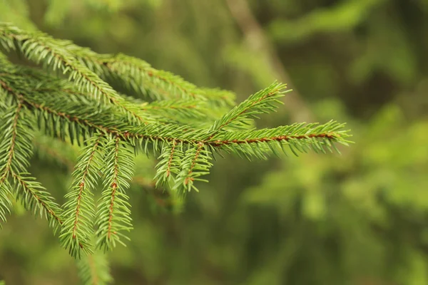 El proyecto PLANFORLAB mejorará la resiliencia y el aprovechamiento de los bosques de coníferas