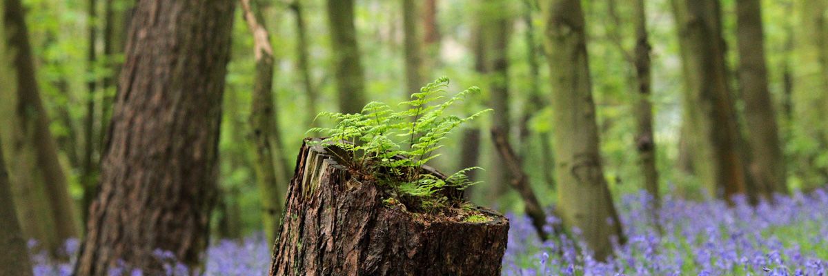 Seminario: “La aportación de las empresas a la lucha contra el cambio climático: Forestación sostenible y captación de CO2”