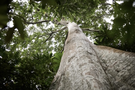 Certificados de biodiversidad: ¿una oportunidad para los bosques tropicales?