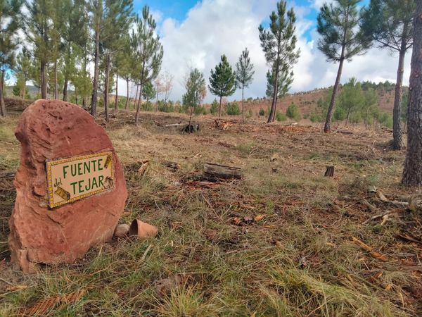 Crean un nuevo bosque en el Parque Natural del Alto Tajo