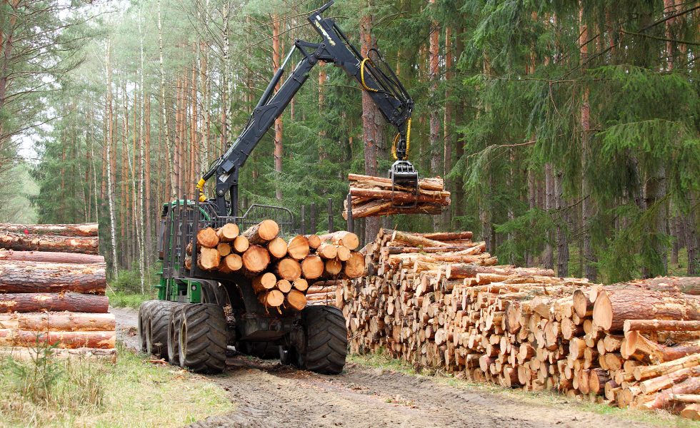 EUDR: Indicaciones para exportadores de productos de madera a la UE