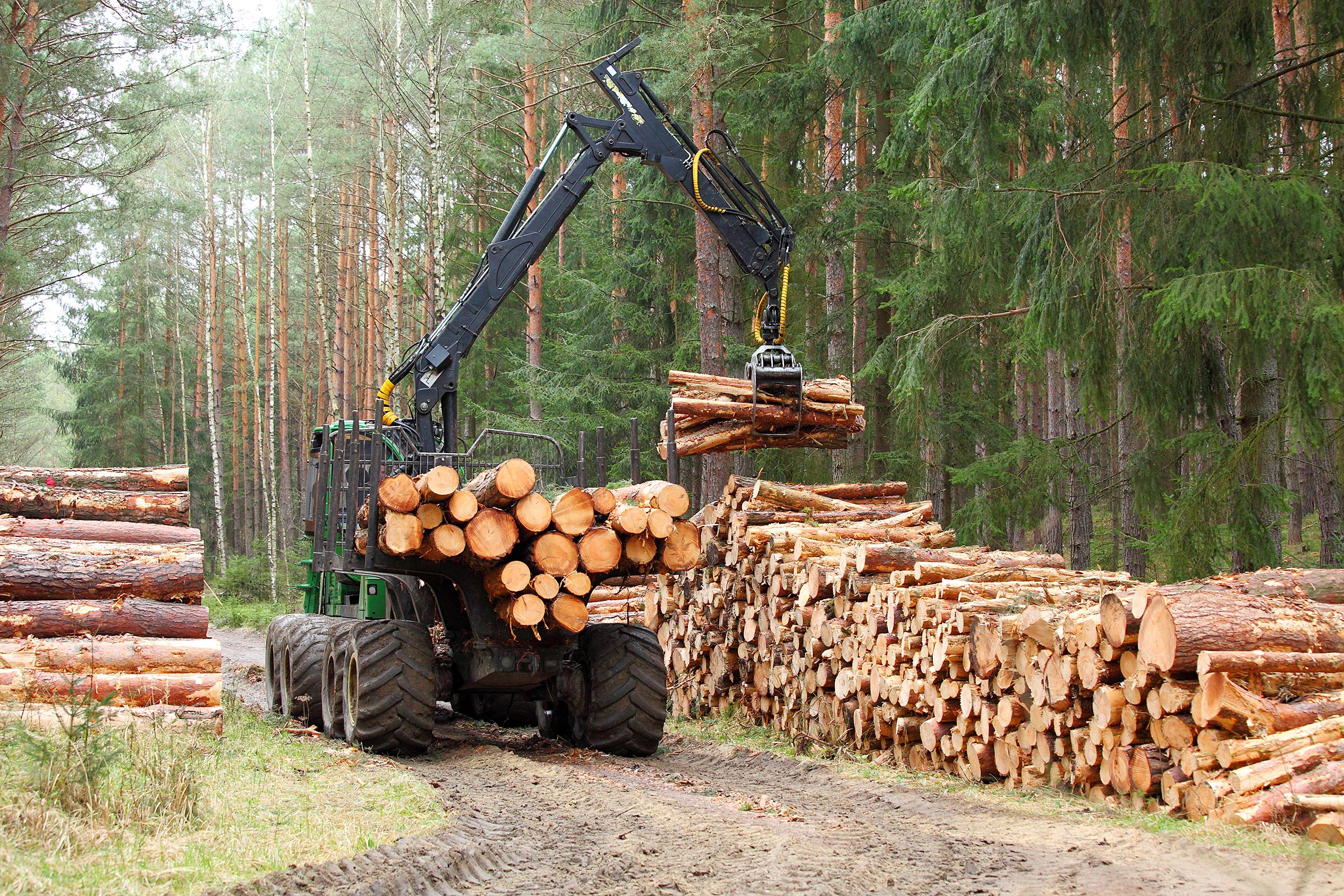 EUDR: Indicaciones para exportadores de productos de madera a la UE