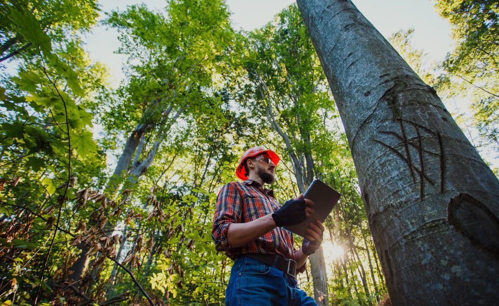 Ingeniería forestal: Una profesión con un presente sólido y un futuro prometedor