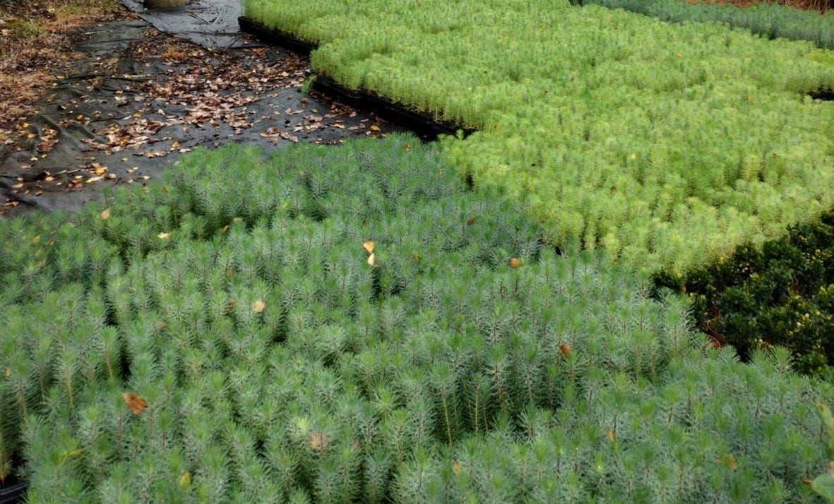 El papel de la gestión de las masas forestales de Galicia en la compensación voluntaria de emisiones de CO2