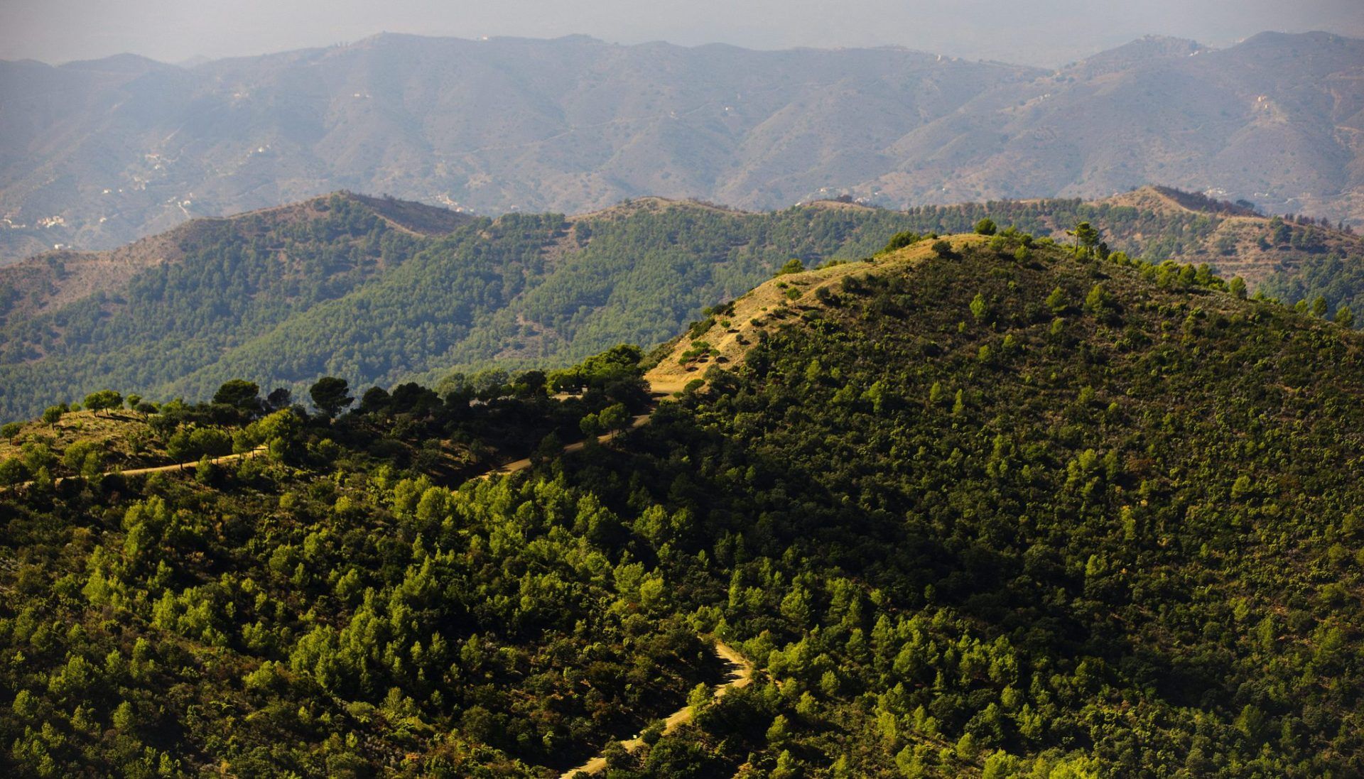 ANDALUCÍA lanza un programa para fomentar el aprovechamiento de la madera de los montes