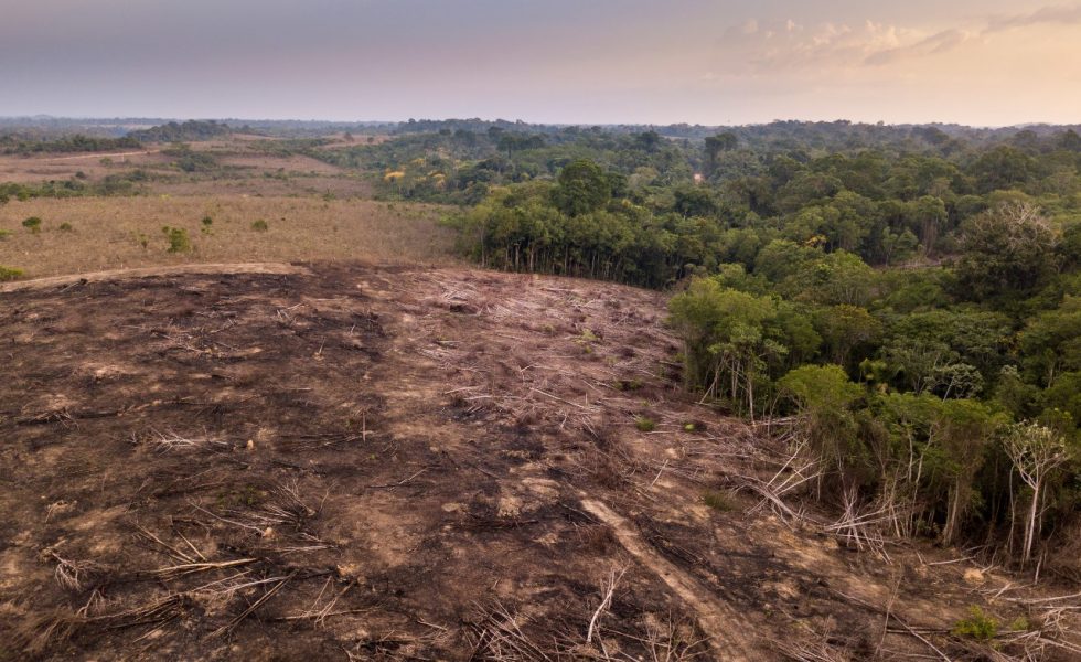 Hoy, 29 de junio, entra en vigor el Reglamento Europeo contra la Deforestación (EUDR)