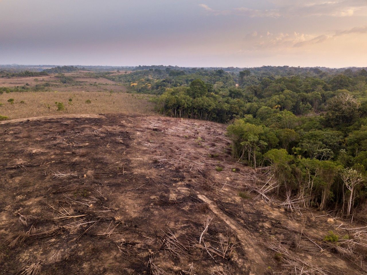 Hoy, 29 de junio, entra en vigor el Reglamento Europeo contra la Deforestación (EUDR)