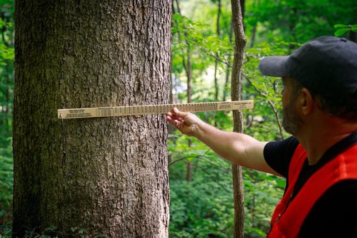 Se autoriza la importación de troncos de madera de roble (Quercus L.), originarios de los Estados Unidos