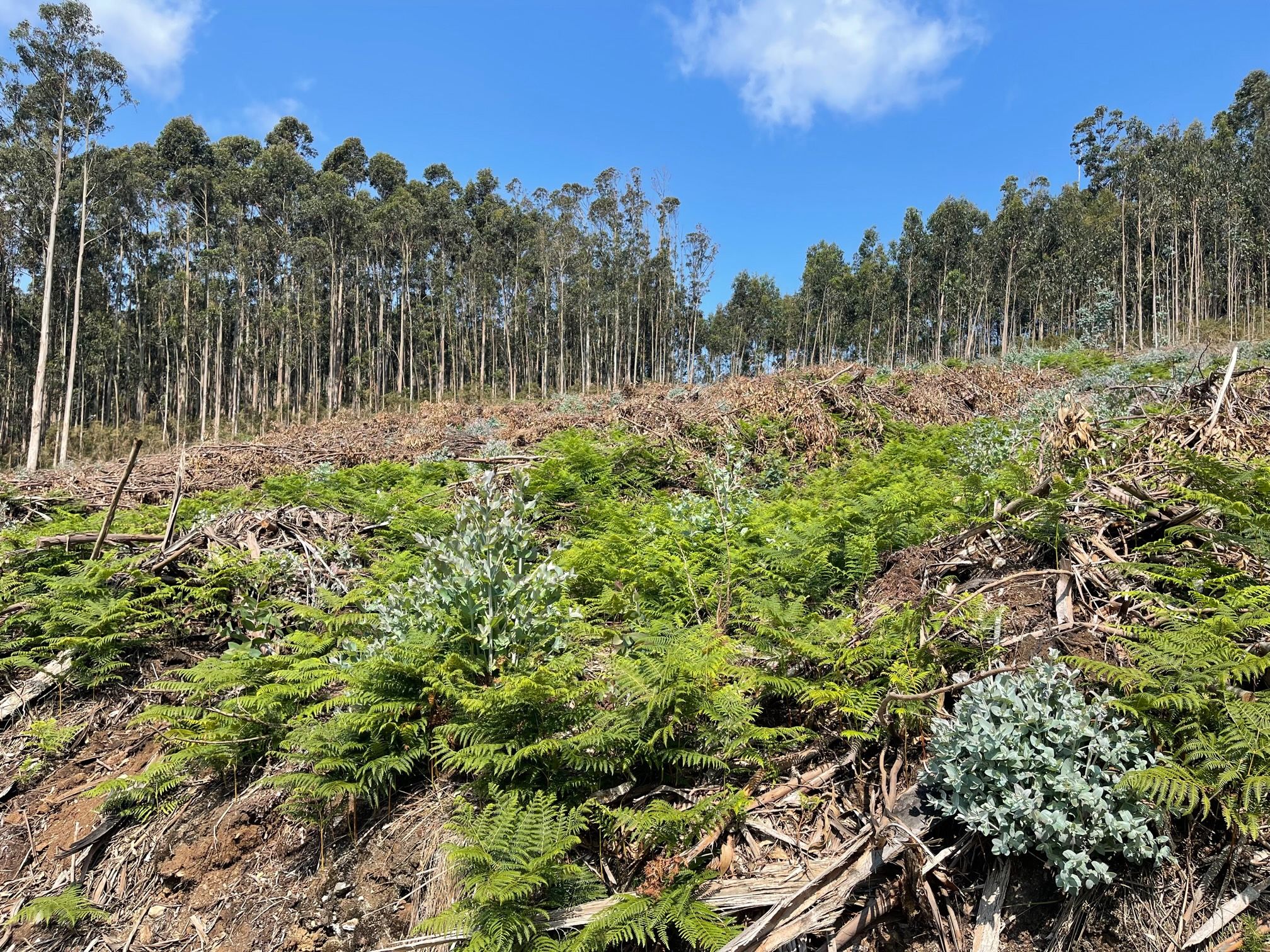 El volumen de madera licitado de montes públicos sufre una disminución del 29,72% respecto al primer trimestre