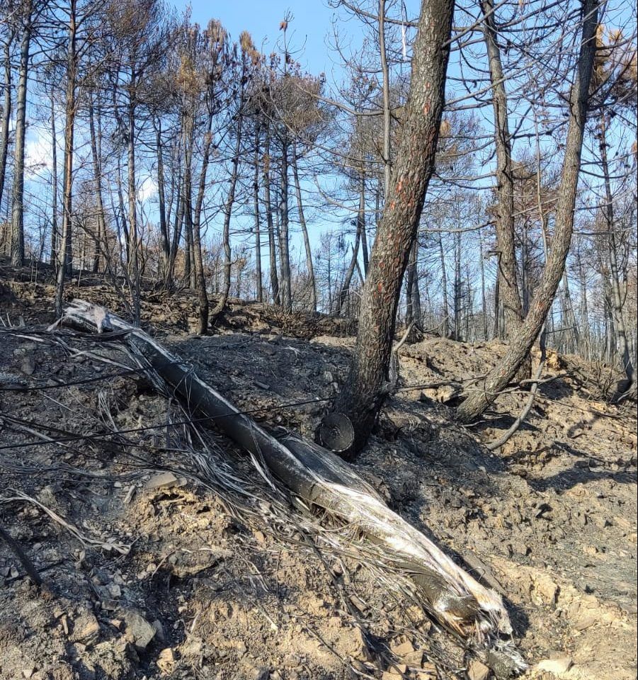 Los postes de comunicaciones de madera, idóneos frente a los incendios forestales