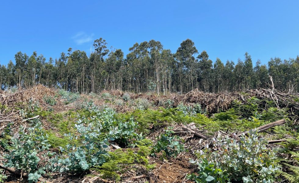La cadena de valor forestal-madera de Galicia rebate algunas de las afirmaciones del Consello da Cultura Galega