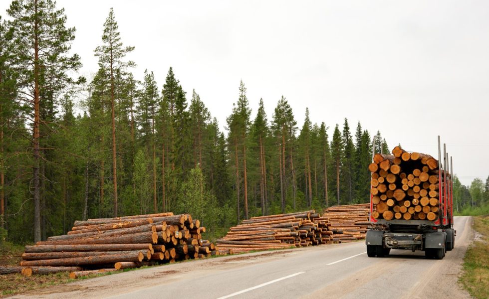 La madera subastada en España generó 33,9 millones de euros en el tercer trimestre del año