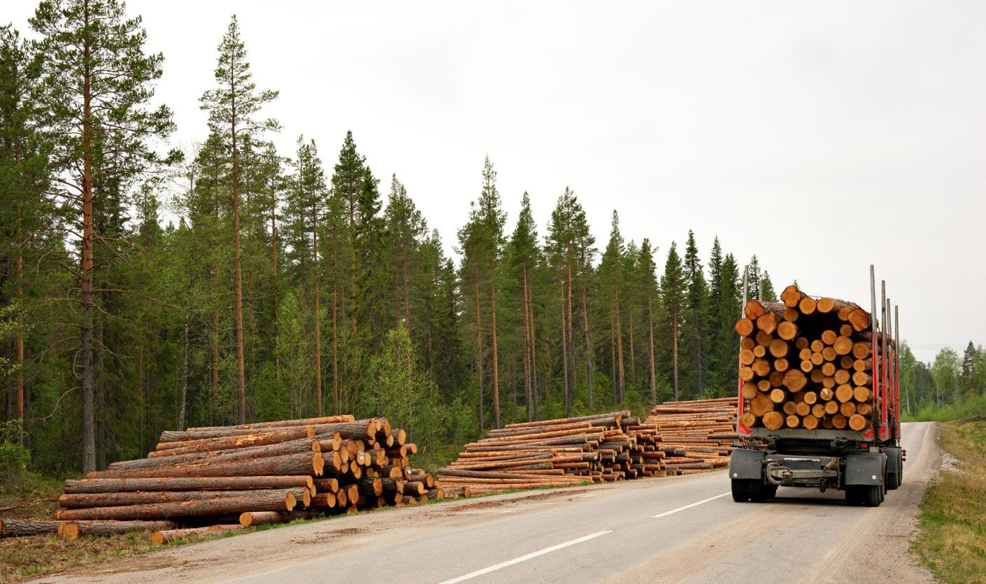 La madera subastada en España generó 33,9 millones de euros en el tercer trimestre del año