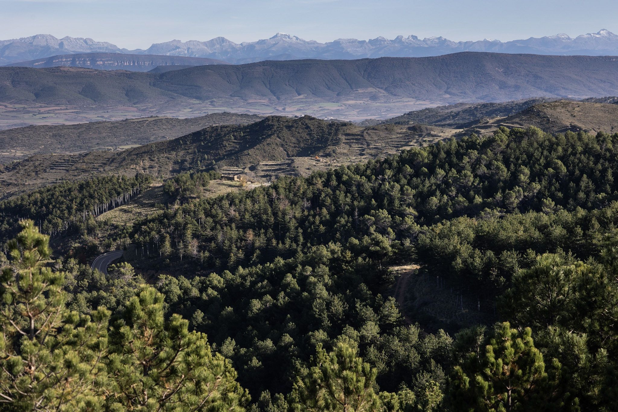 DKV planta 1.501 árboles en Zaragoza en su iniciativa «Bosque Memorial»