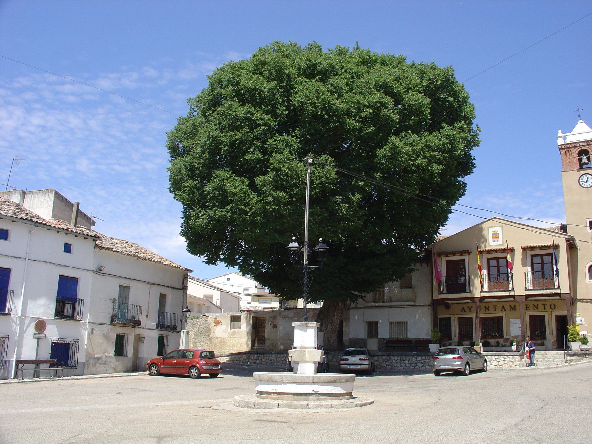 Conoce a los candidatos a ser ARBOL DEL AÑO en España 2024