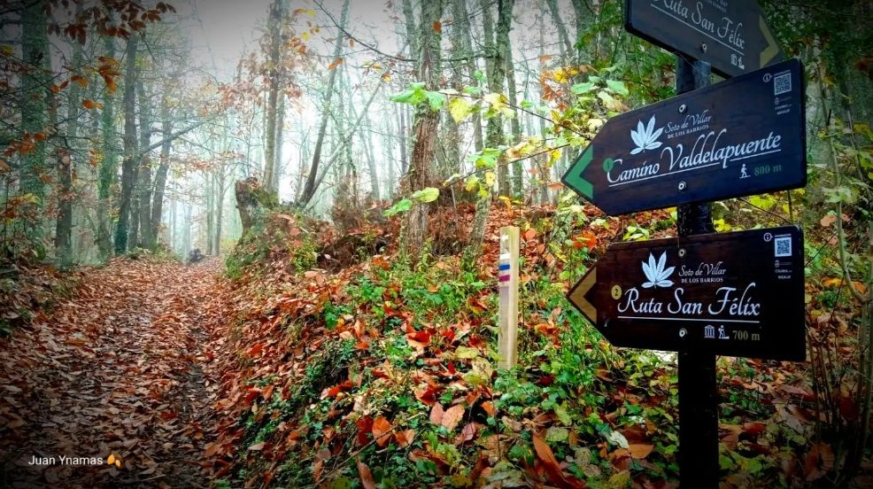 El bosque singular Soto de Villar de Los Barrios es el BOSQUE DEL AÑO en España