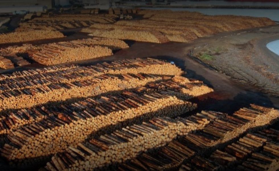 Desafíos del comercio de la madera en China