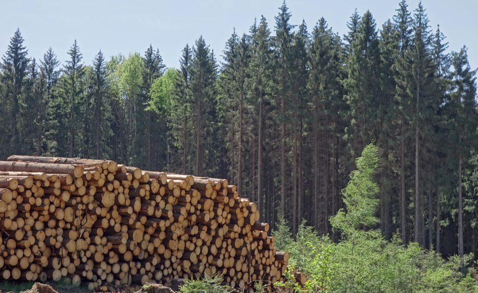 AEIM convoca al sector de la madera en España