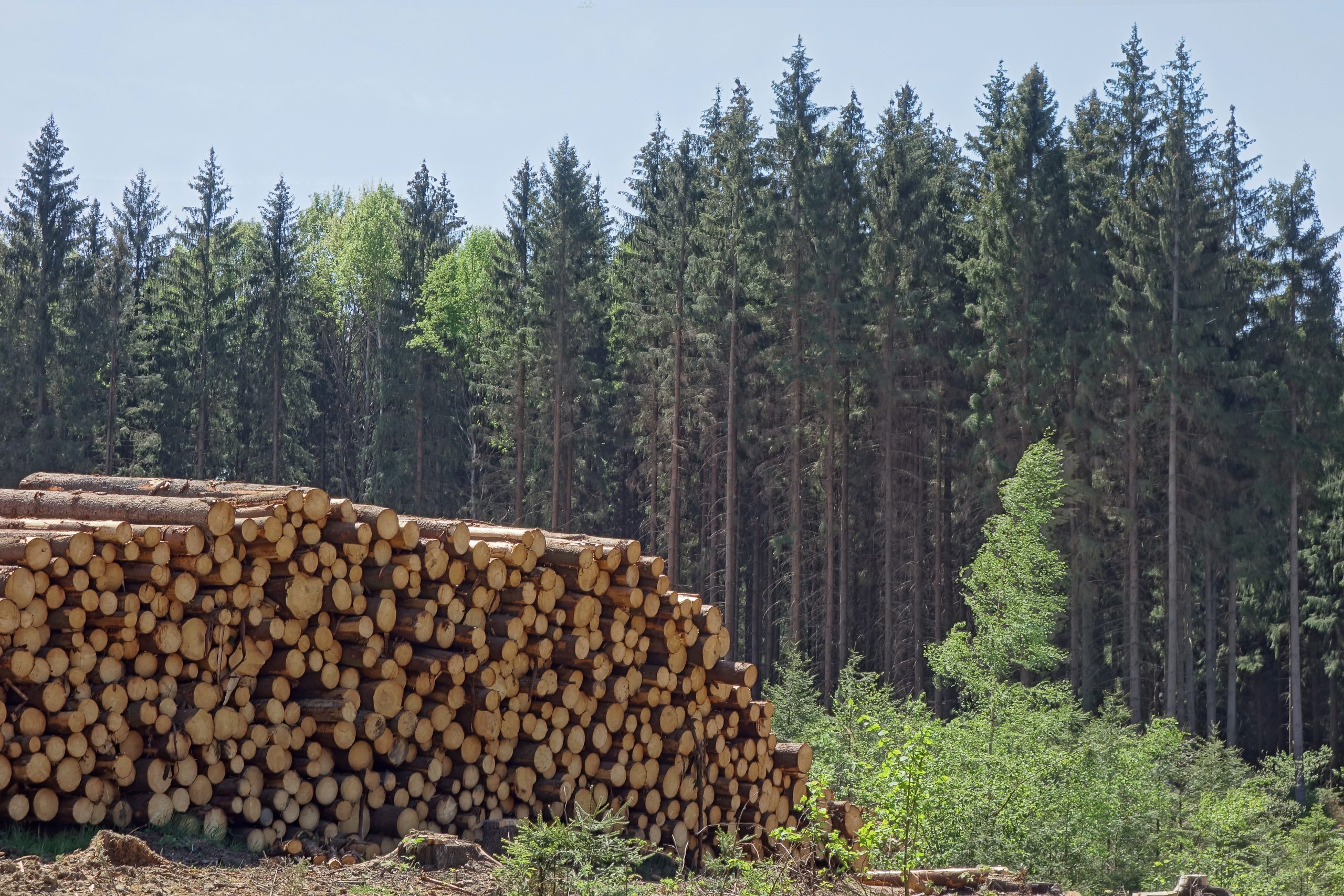 AEIM convoca al sector de la madera en España