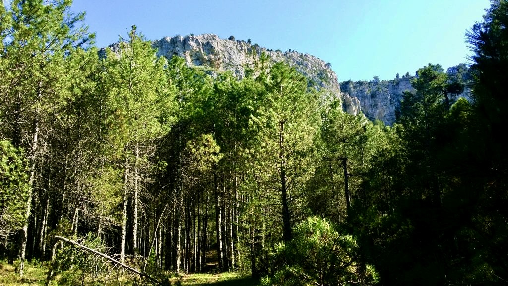 Los aprovechamientos forestales y la generación de empleo en los montes del entorno de Molina de Aragón