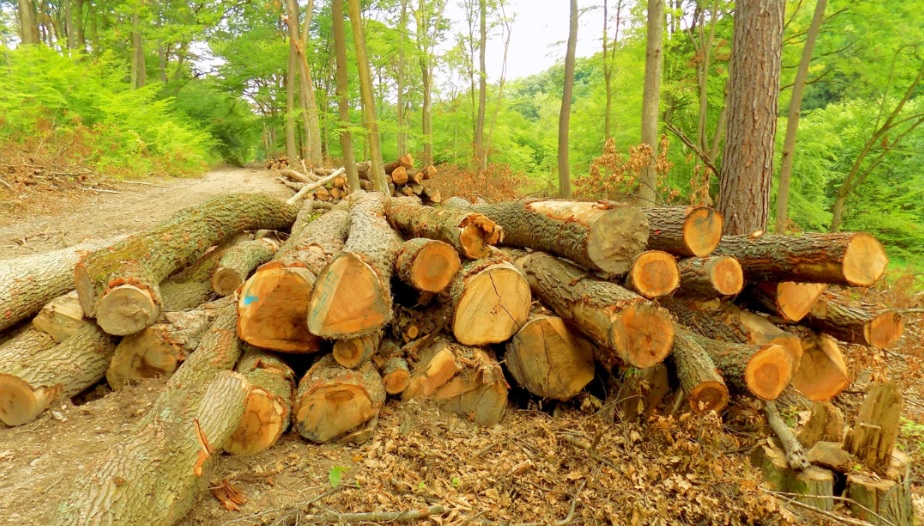 La subida de precios en la materia prima afecta en negativo al sector de la madera