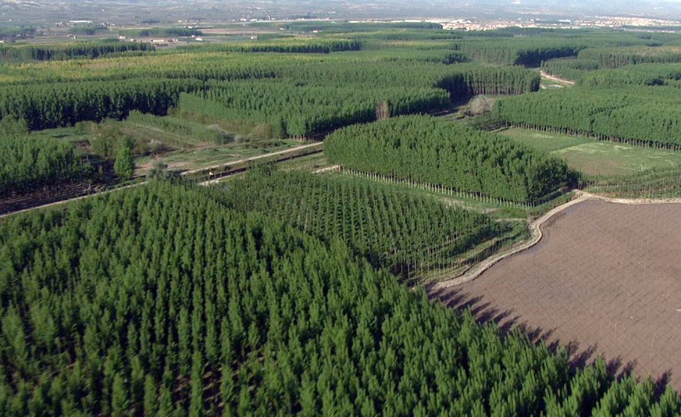 Los productores de chopo se oponen a un tendido aéreo de alta tensión que amenaza la recuperación del cultivo en la Vega de Granada