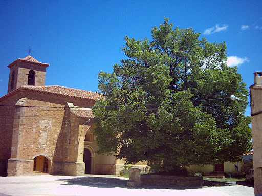 El olmo de Alobras (Teruel) cumple 400 años