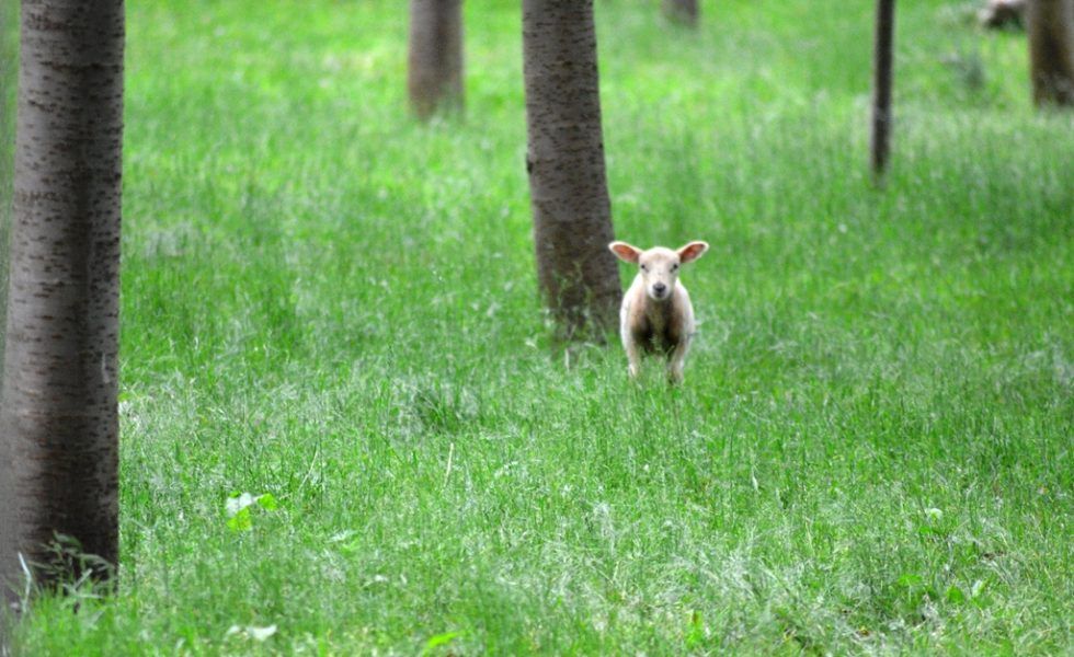 Roma acogerá en mayo la 1ª Conferencia Europea sobre Pequeñas Explotaciones Forestales