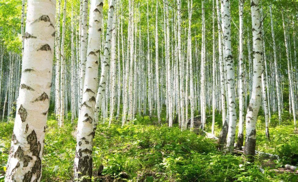 Sanciones a Rusia. AEIM se suma a la petición de la ETTF, que exige una adaptación de las sanciones al sector de la madera y derivados