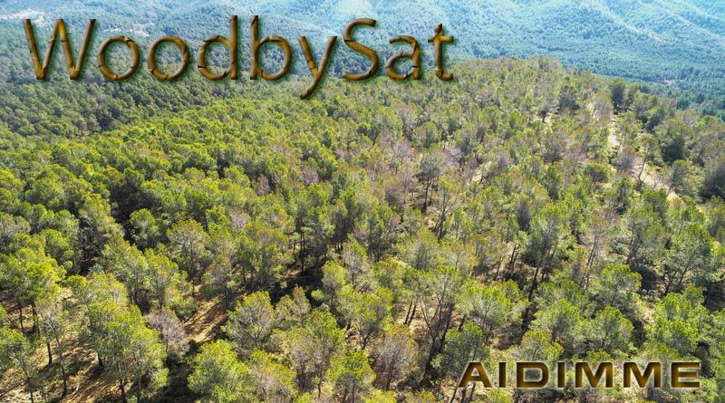 WoodbySat promueve el uso maderable de 500 mil hectáreas de Pinus halepensis en la Comunitat Valenciana