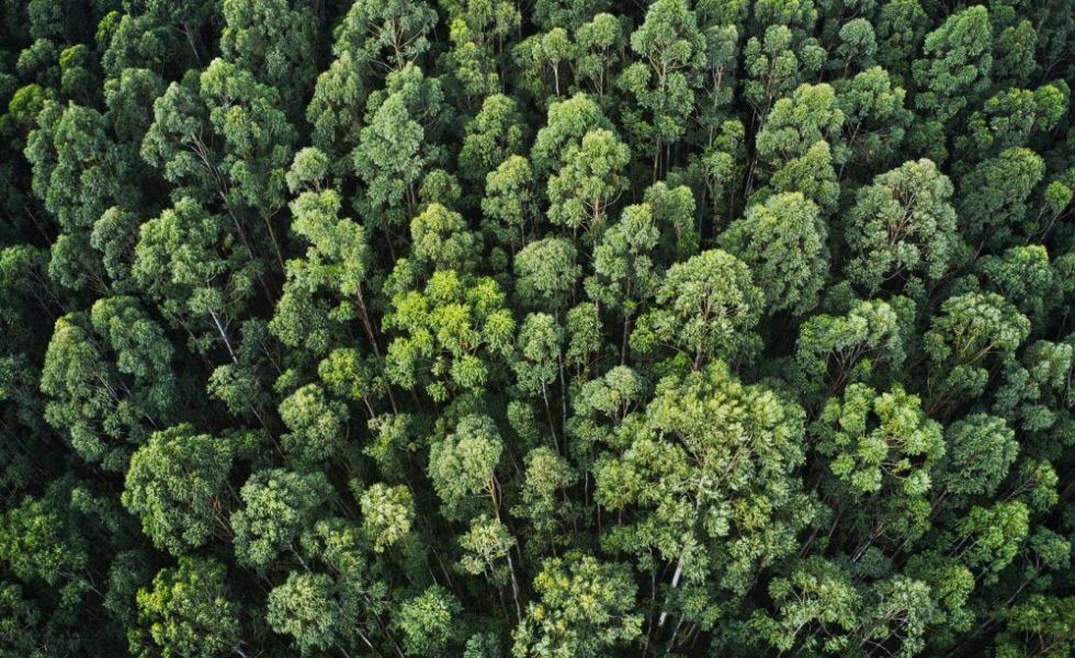 BOSQUES VIVOS busca concienciar a más de 50.000 personas a combatir la deforestación