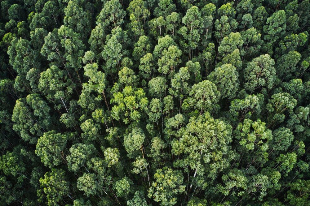 BOSQUES VIVOS busca concienciar a más de 50.000 personas a combatir la deforestación