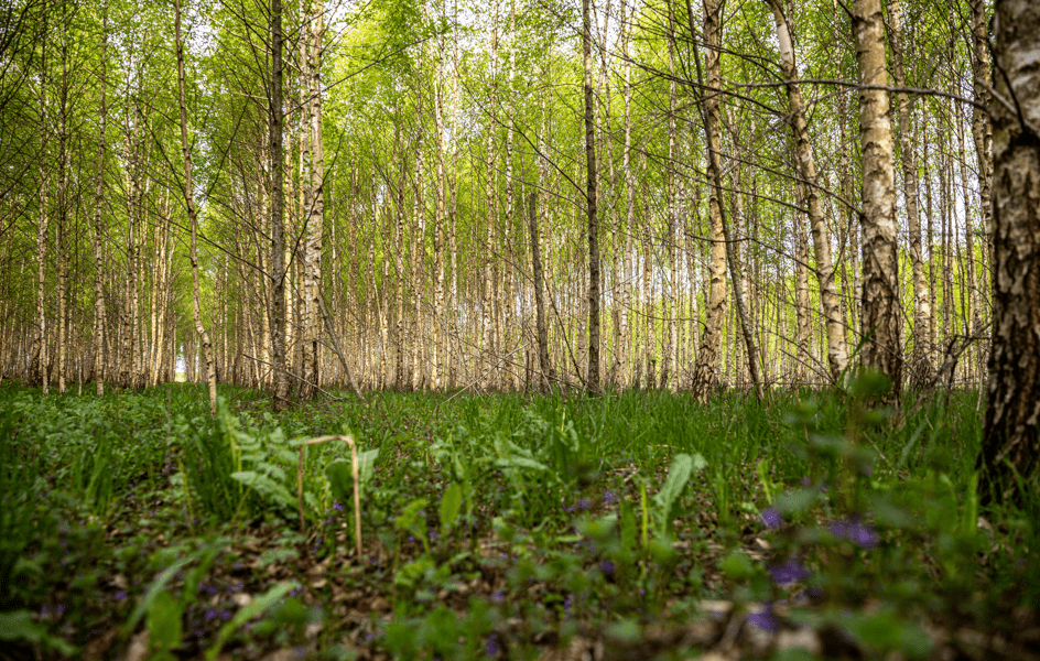 BNP Paribas lanza un fondo para invertir en bosques certificados FSC