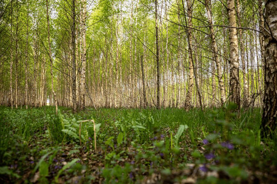 BNP Paribas lanza un fondo para invertir en bosques certificados FSC