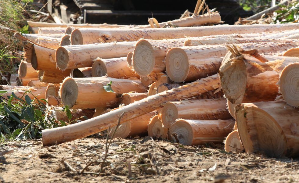 Las adjudicaciones de madera muestran bajada del precio en madera de eucalipto