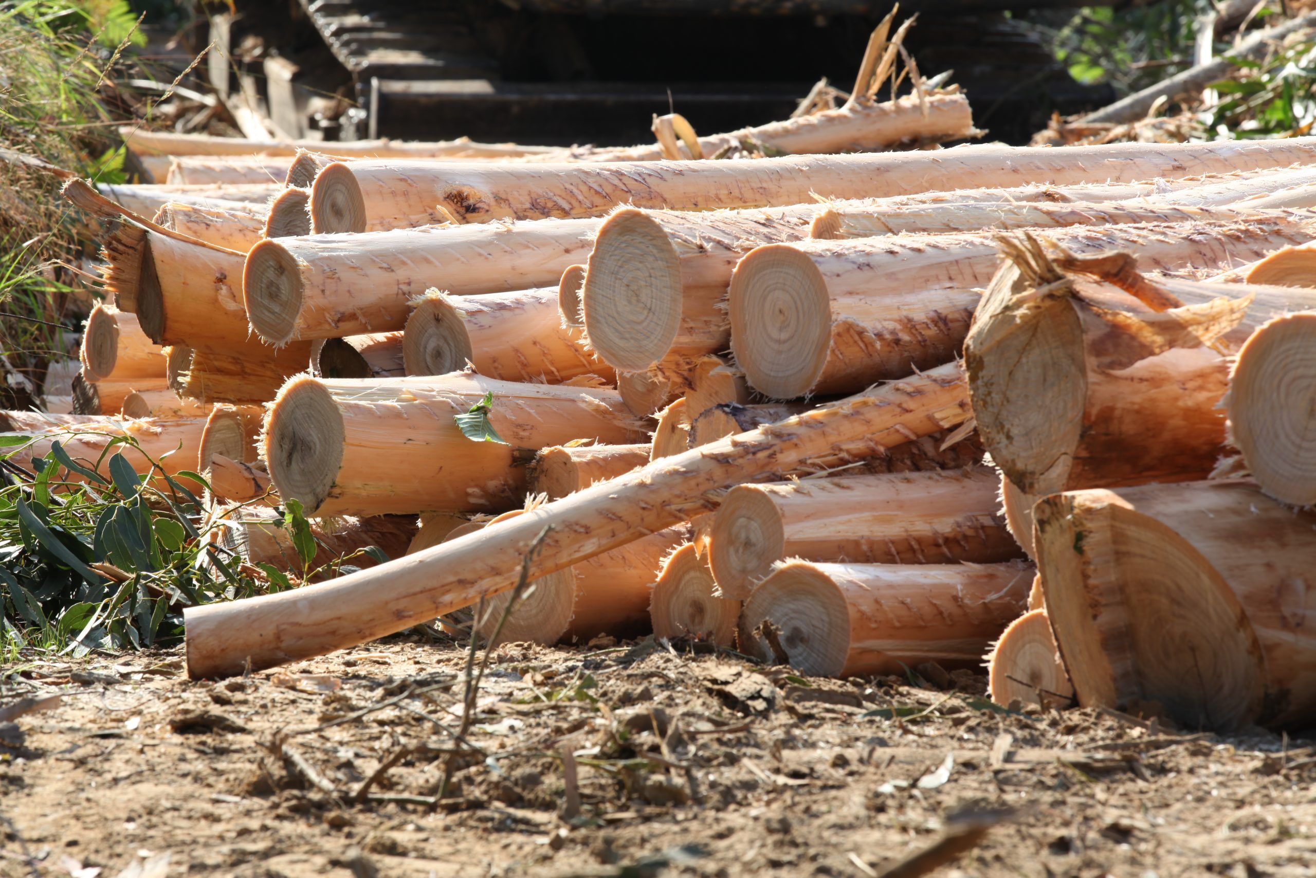 Las adjudicaciones de madera muestran bajada del precio en madera de eucalipto