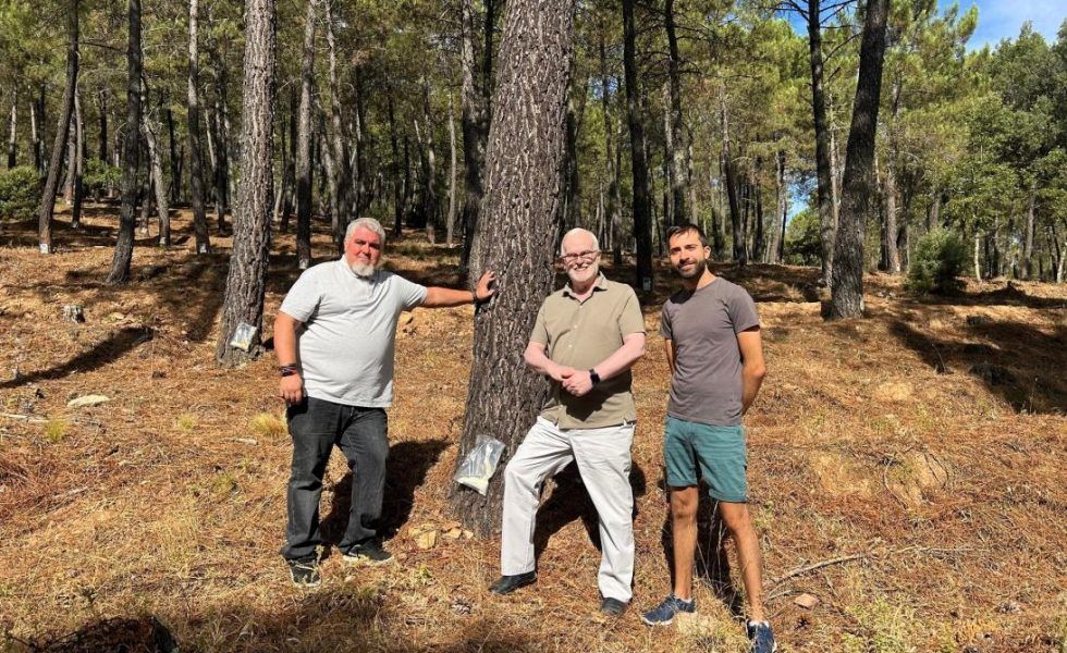 El aprovechamiento de resina deja 300 jornales este verano en la provincia de Ciudad Real